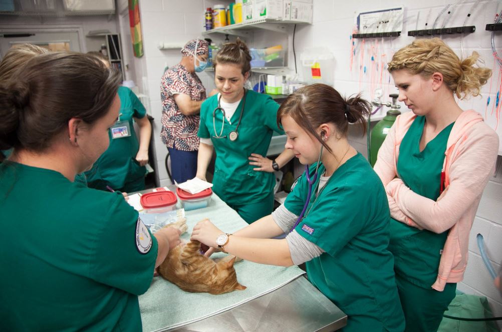 8 métiers pour travailler avec les animaux sans diplôme La Nurserie