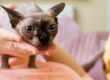 Erreurs propriétaires animaux : 10 pièges à éviter sur l’alimentation, l’éducation, la socialisation et les soins pour améliorer le bien-être. Image d'un Sphynx.