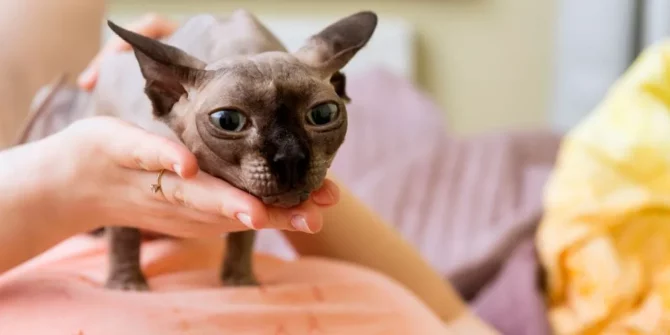 Erreurs propriétaires animaux : 10 pièges à éviter sur l’alimentation, l’éducation, la socialisation et les soins pour améliorer le bien-être. Image d'un Sphynx.