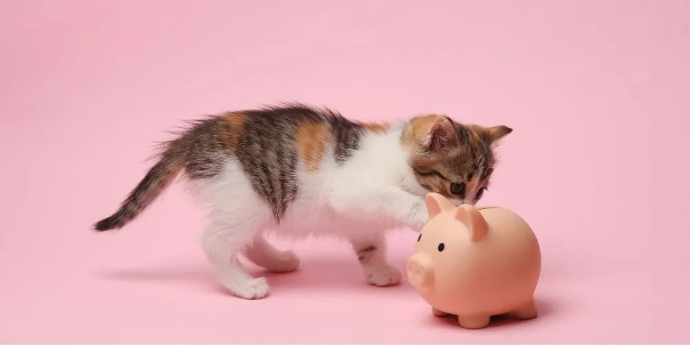 entreprendre dans le secteur animalier, tendances du marché animalier, business animalier, créer une entreprise animalière