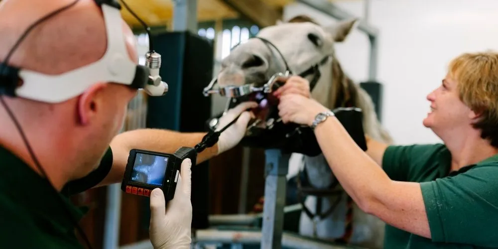 concilier performance et bien-être équin, performance sportive et bien-être du cheval, bien-être du cheval sportif, cheval performant et équilibré, performance équine durable, respect du bien-être équin