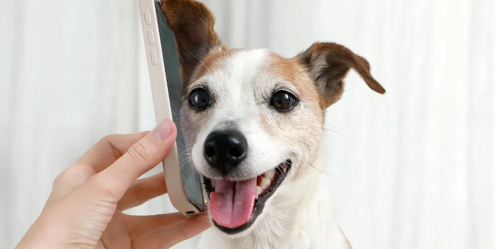 Découvrez les meilleures applications mobiles pour propriétaires d’animaux afin de gérer la santé, le bien-être et la sécurité de vos compagnons au quotidien.