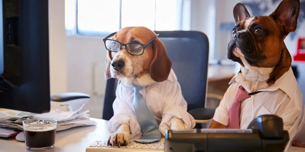 Erreurs courantes des propriétaires d’animaux. Chien humain qui travail.