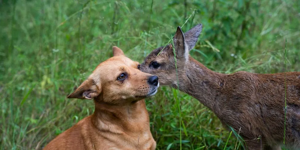 Chiot qui sociabilise avec un autre animal.