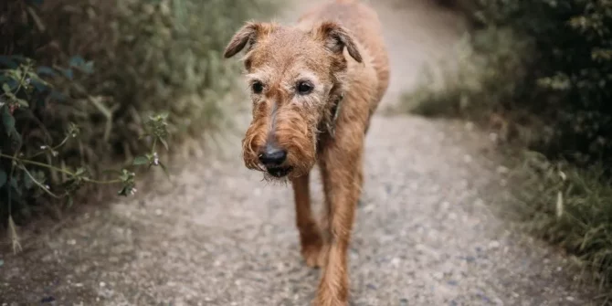 chien senior, chat senior, animal senior, chien âgé, chat âgé, bien vieillir