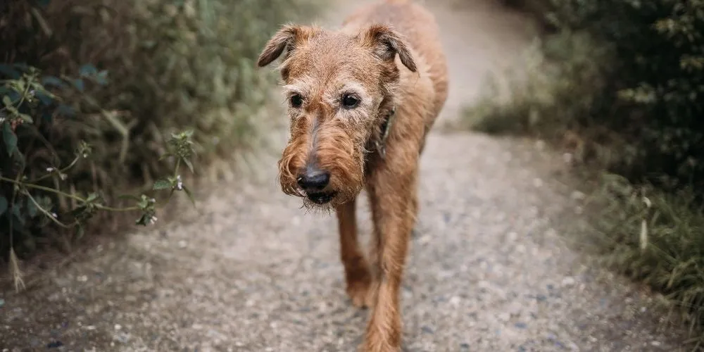 chien senior, chat senior, animal senior, chien âgé, chat âgé, bien vieillir