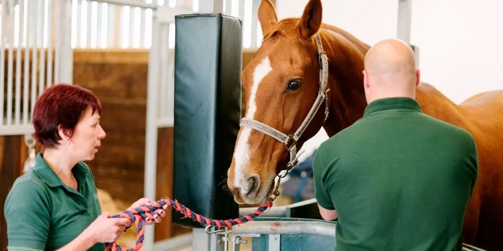 Améliorez la performance sportive grâce au bien-être équin durable. Méthodes concrètes, erreurs à éviter, conseils experts.