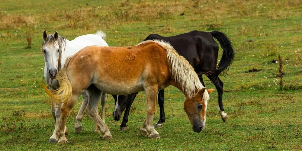 Découvrez comment entretenir et prévenir les problèmes de sabots des chevaux grâce à des soins adaptés, pour préserver leur santé et leur bien-être durablement.