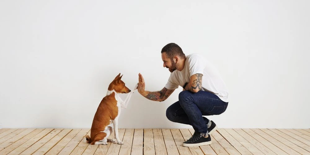 Erreurs courantes des propriétaires d’animaux. Chien et sont maitre qui travail ensemble.