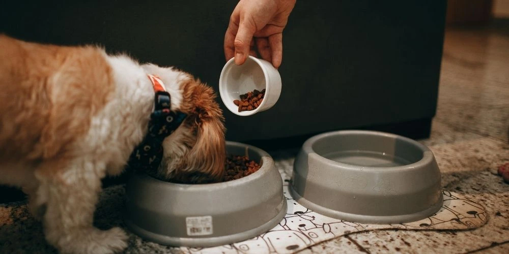 chien senior, chat senior, animal senior, chien âgé, chat âgé, bien vieillir