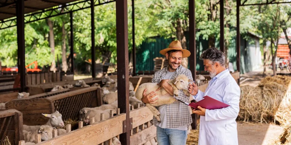 Une ferme avec un vétérinaire et un fermier qui consulte un animal. La socialisation animal.