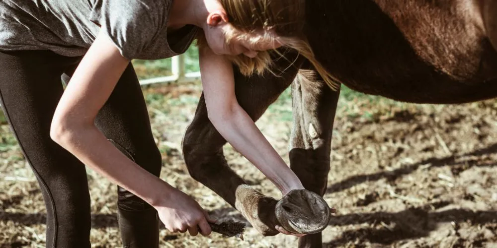 Découvrez comment entretenir et prévenir les problèmes de sabots des chevaux grâce à des soins adaptés, pour préserver leur santé et leur bien-être durablement.