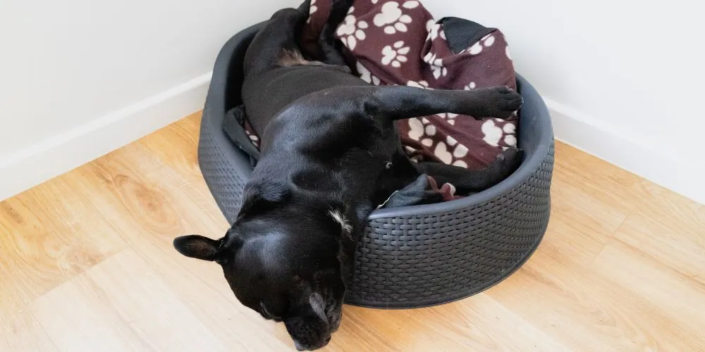 Erreurs courantes des propriétaires d’animaux. Chien qui dors.