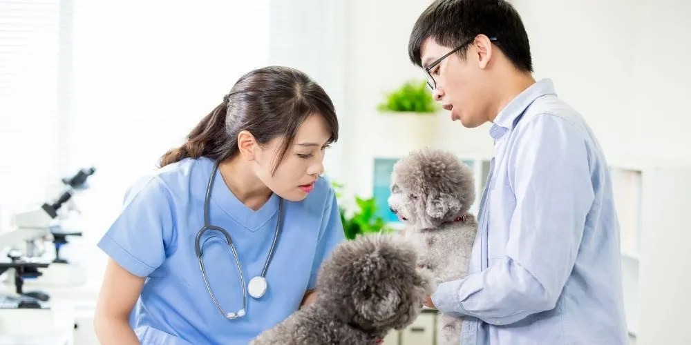 accueil client en clinique vétérinaire, bien accueillir en clinique vétérinaire, améliorer l’accueil client, accueil téléphonique vétérinaire, relation client vétérinaire, expérience client en clinique vétérinaire, protocole d’accueil vétérinaire