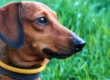 aboiements excessifs, alternatives aux colliers anti-aboiement, solutions pour gérer les aboiements, réduire les aboiements du chien, méthodes éducatives pour chiens, colliers anti-aboiement dangers