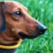 aboiements excessifs, alternatives aux colliers anti-aboiement, solutions pour gérer les aboiements, réduire les aboiements du chien, méthodes éducatives pour chiens, colliers anti-aboiement dangers