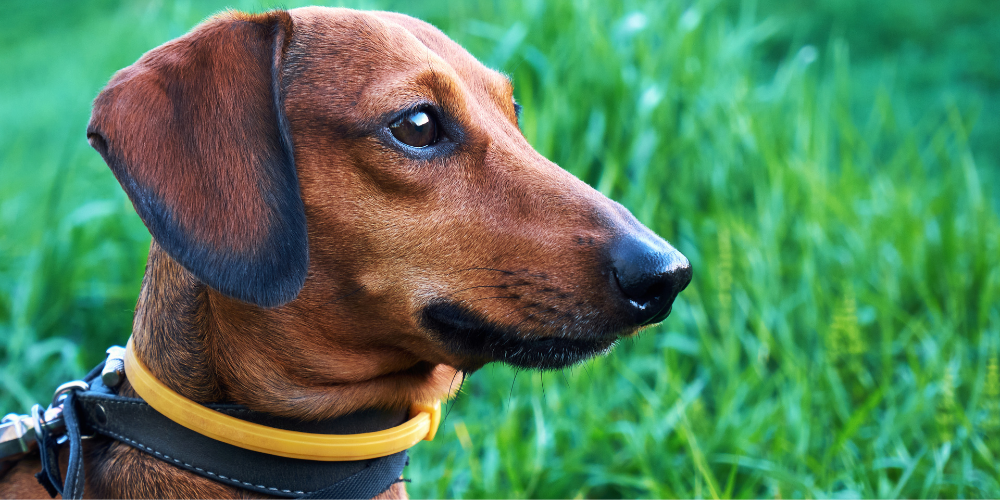 collier-anti-aboiement-alternatives-chiens aboiements excessifs, alternatives aux colliers anti-aboiement, solutions pour gérer les aboiements, réduire les aboiements du chien, méthodes éducatives pour chiens, colliers anti-aboiement dangers