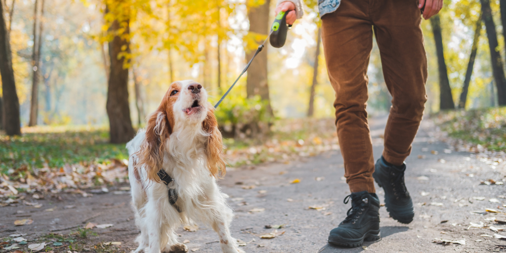 aboiements excessifs, alternatives aux colliers anti-aboiement, solutions pour gérer les aboiements, réduire les aboiements du chien